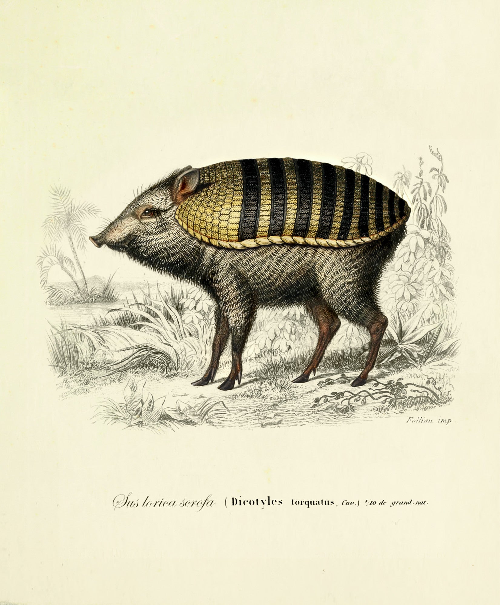 armoured_boar_drawing-fullscreen