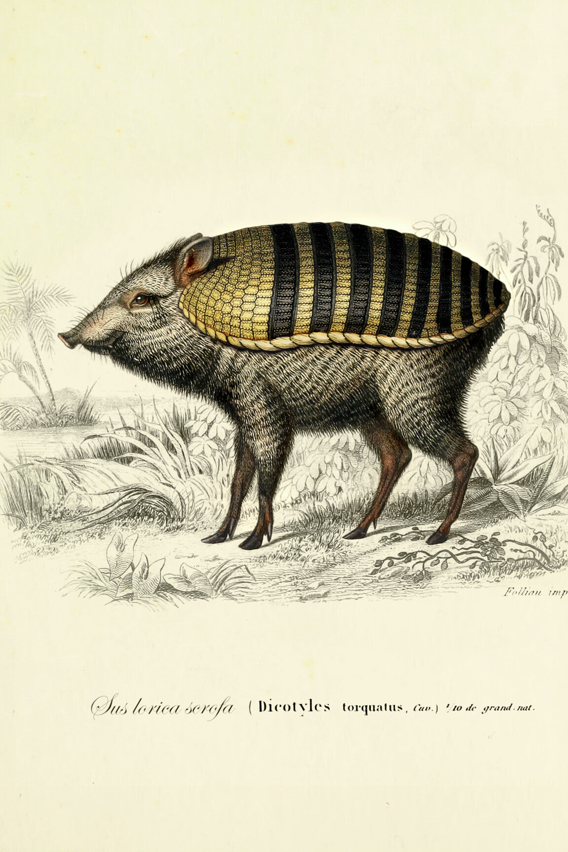 armoured_boar_drawing-medium-two-thirds