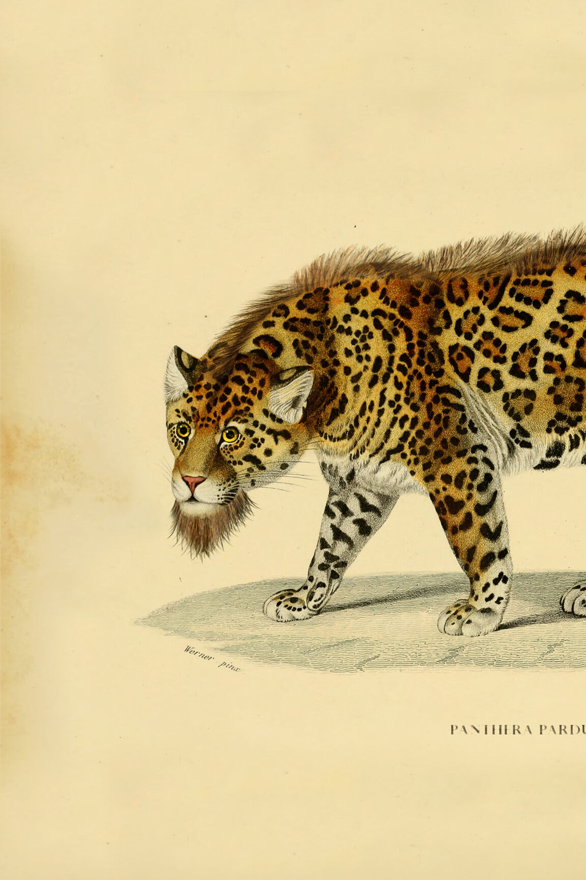 bearded_leopard_drawing-medium-two-thirds