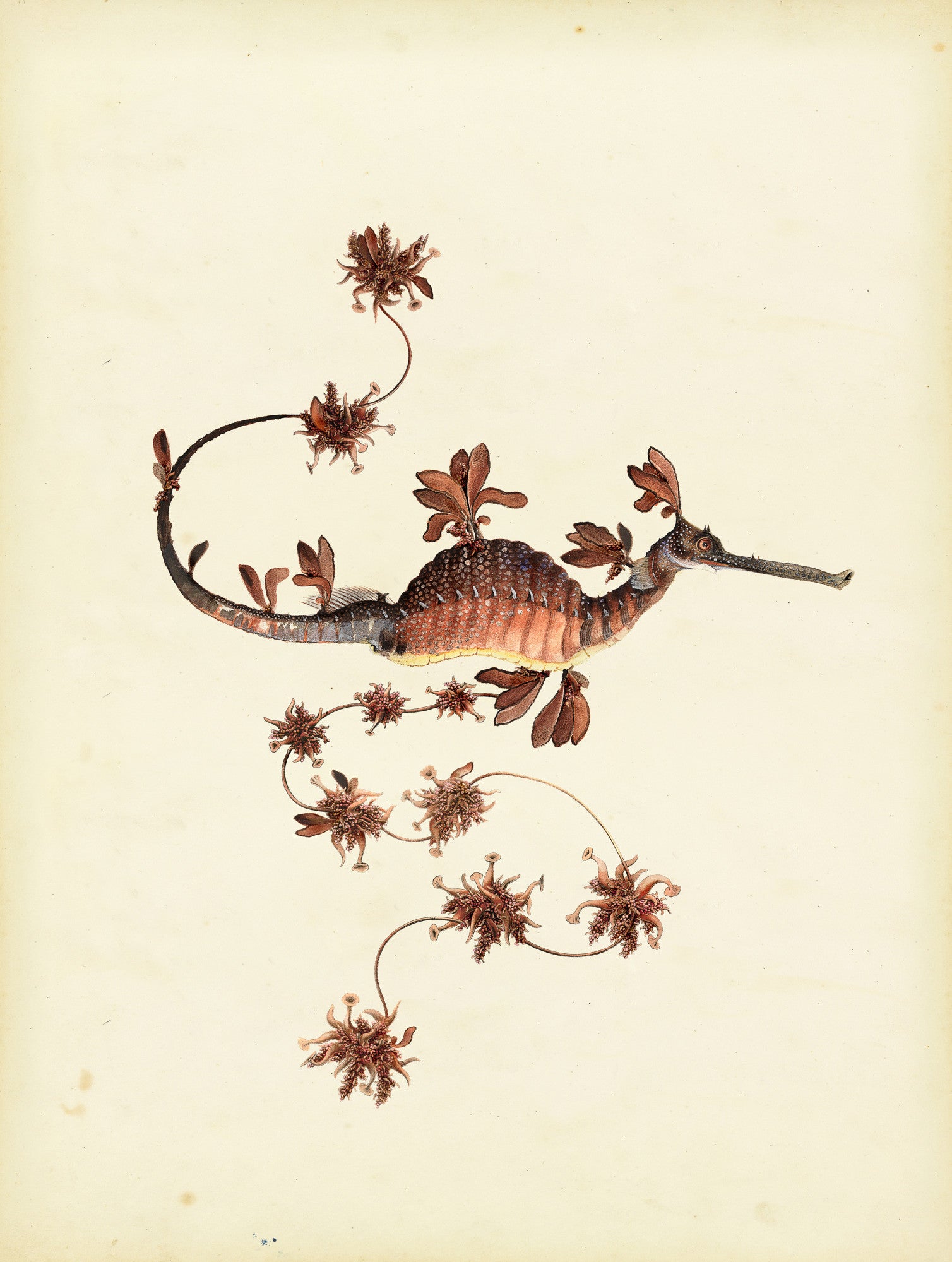 blooming_seadragon_drawing-fullscreen