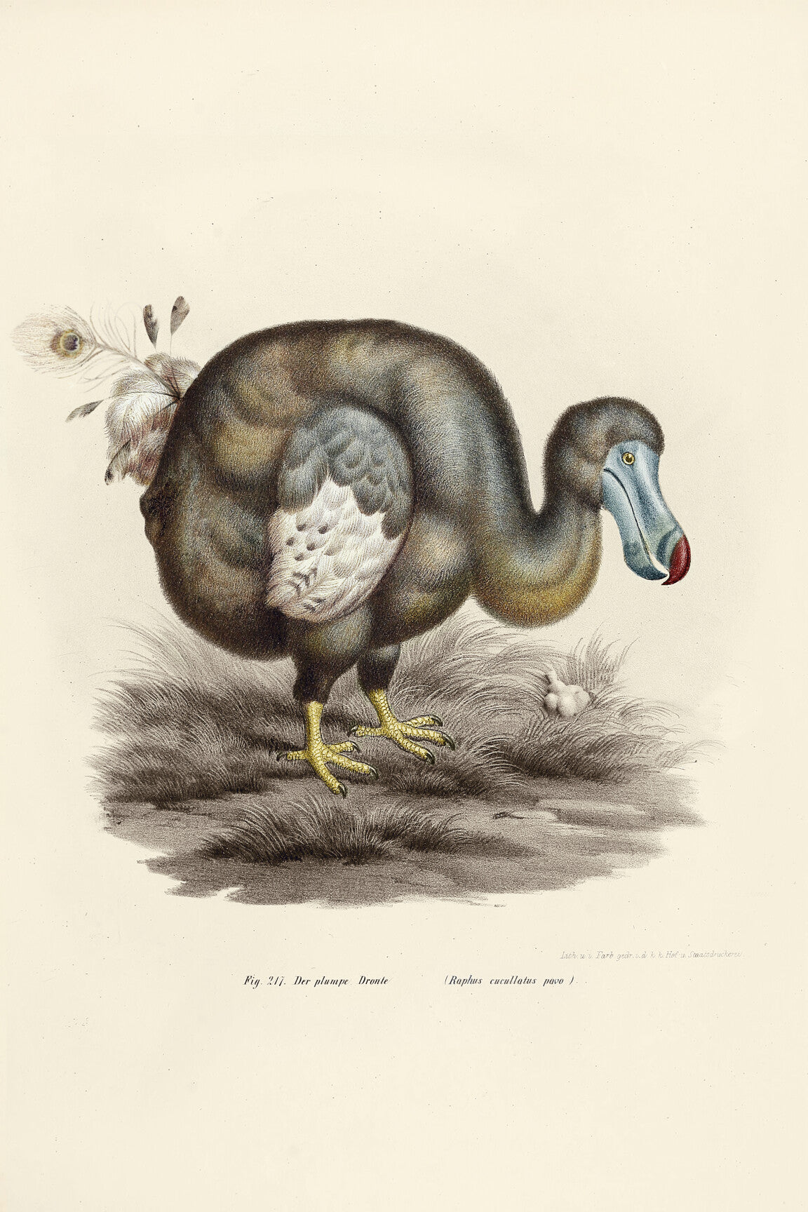 dodo_pavone_drawing-medium-two-thirds