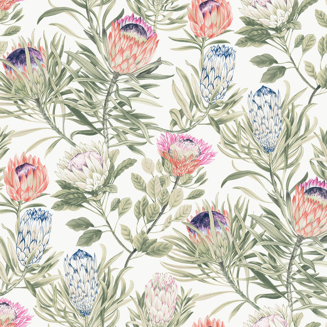 BLOOMS SECOND EDITION PROTEA WALLPAPER