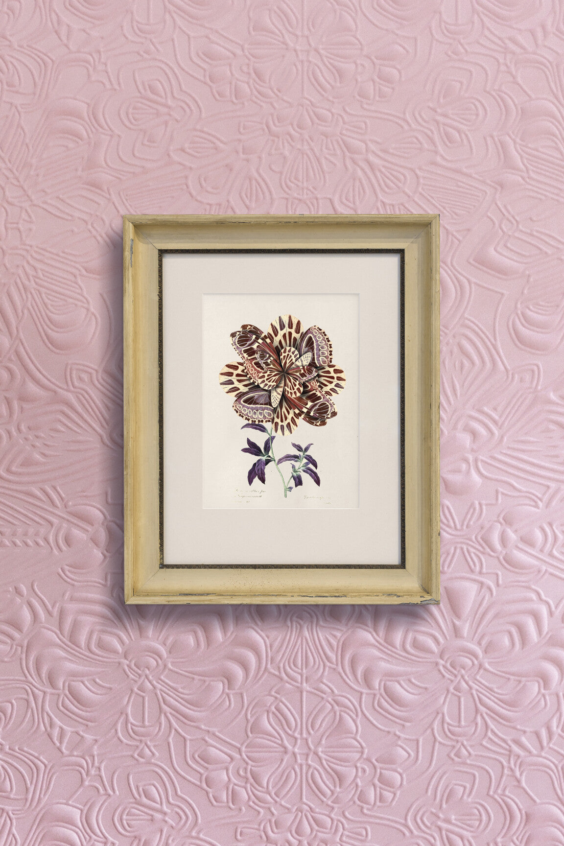 Mooi-Mimic-Moth-medium-two-thirds