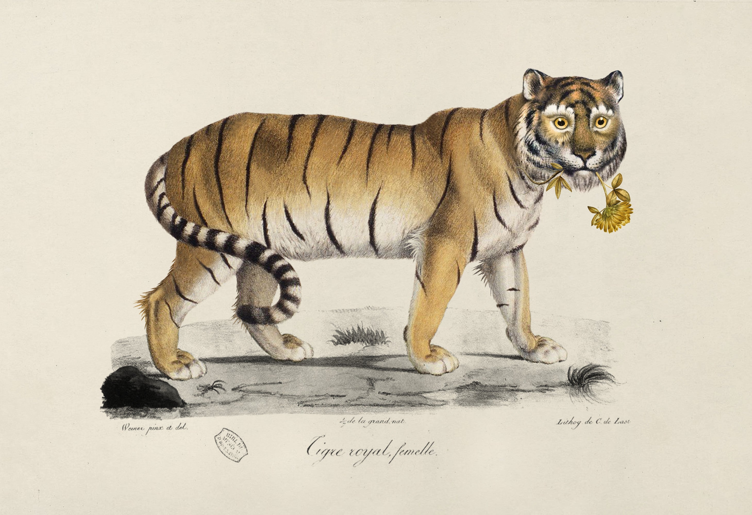 Tiger_3-fullscreen