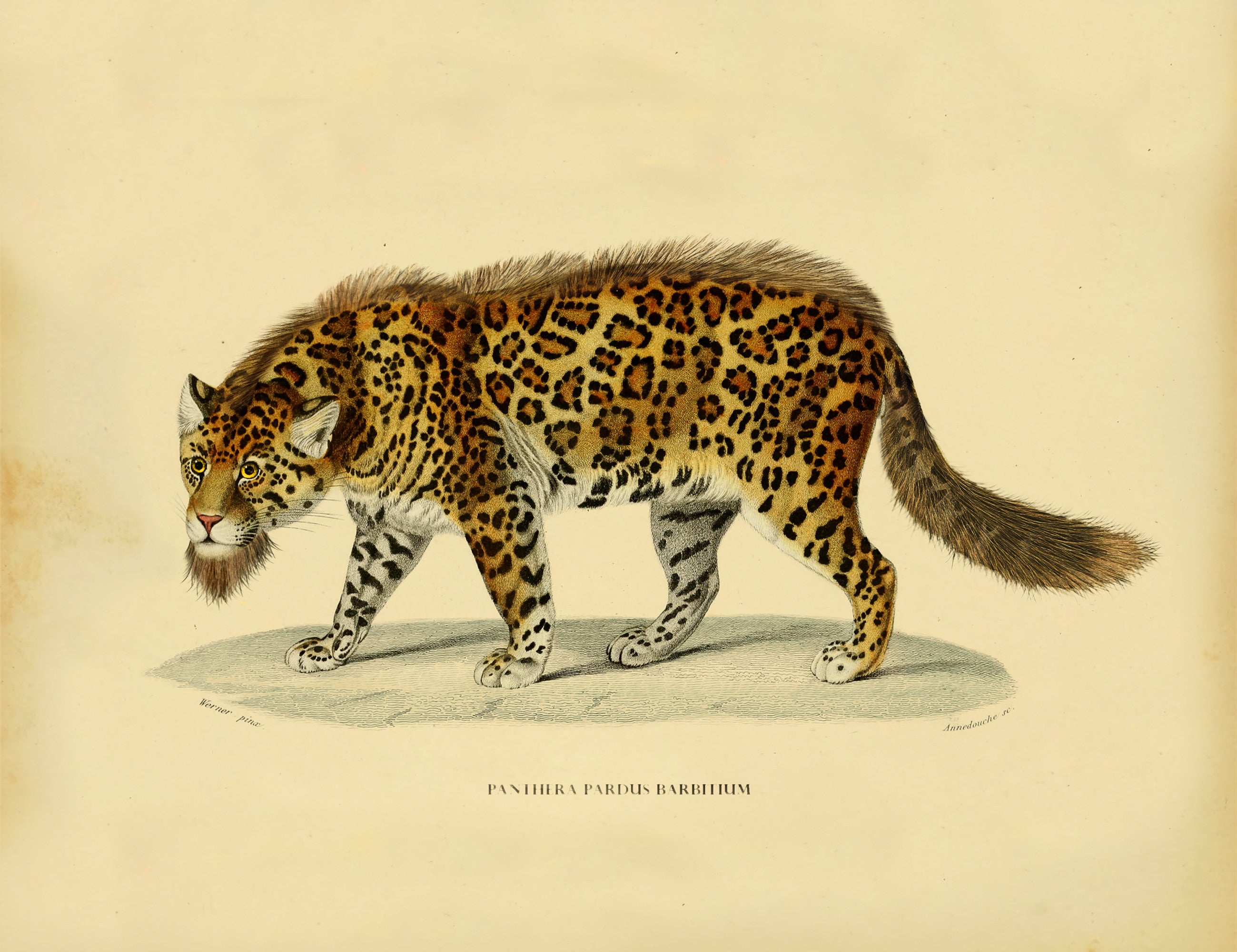 bearded_leopard_drawing-fullscreen