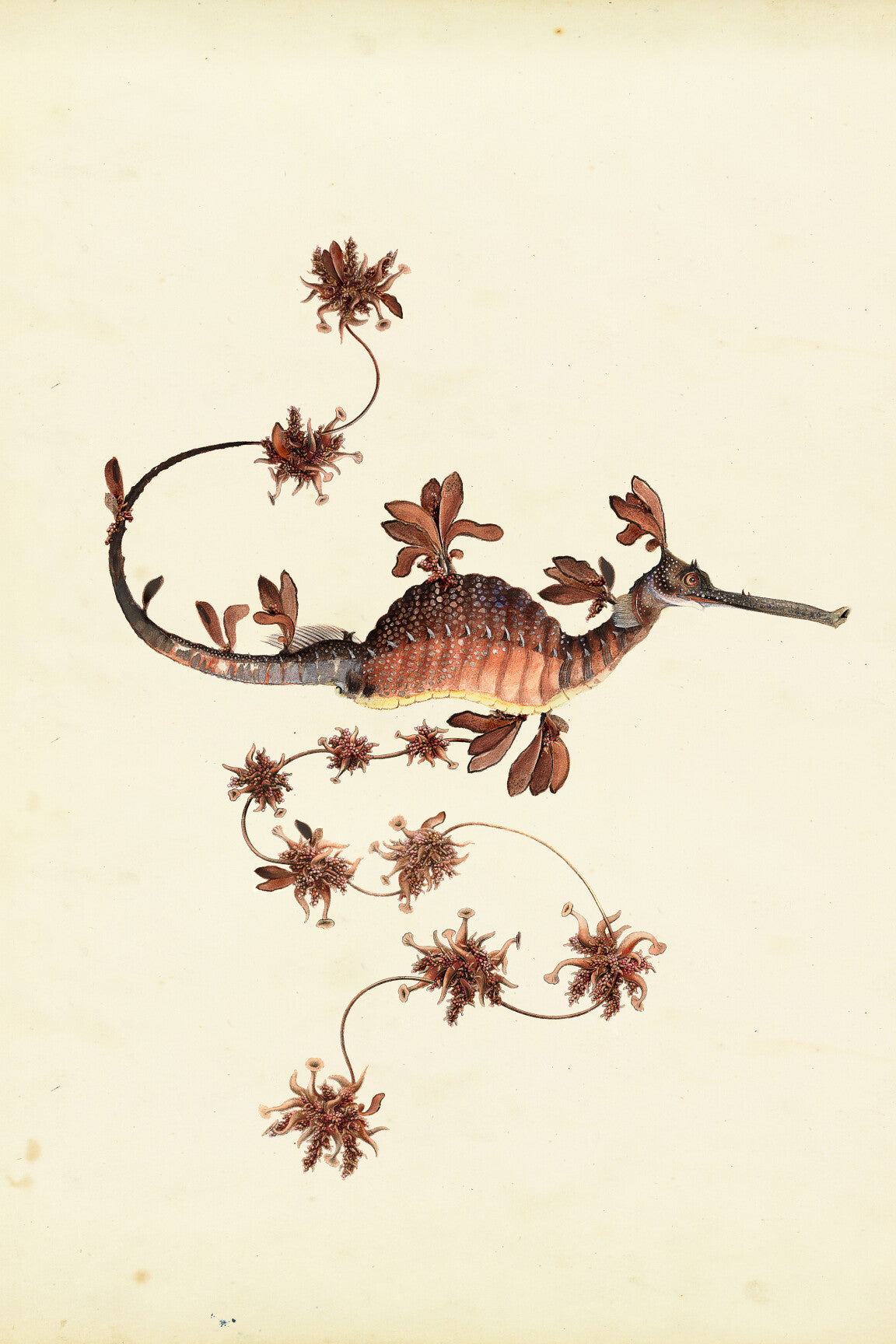 blooming_seadragon_drawing-medium-two-thirds