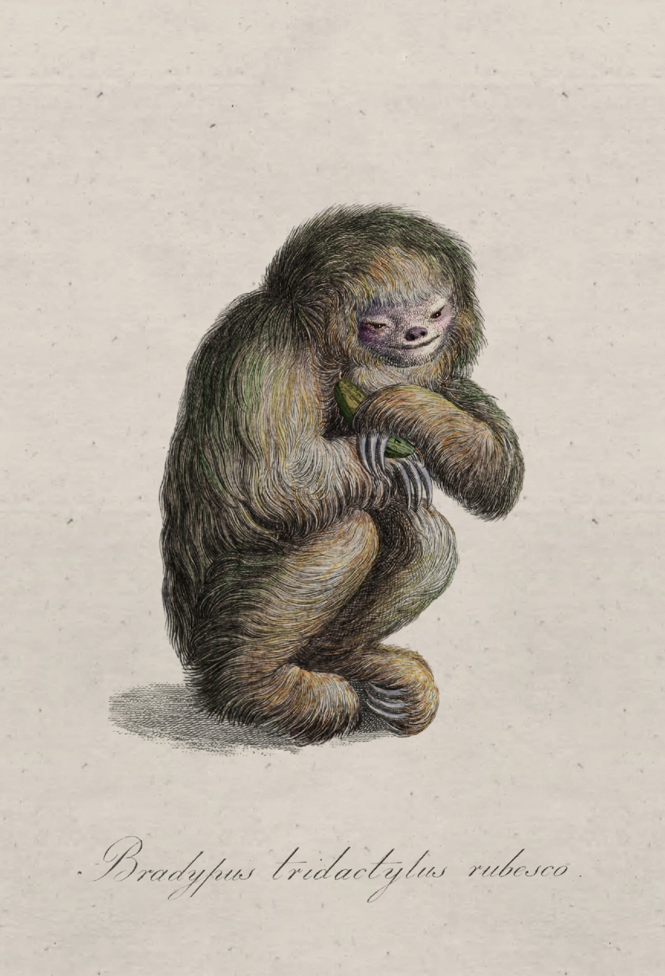 blushing_sloth_drawing-fullscreen